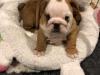 Puppies for sale Spain, Madrid English Bulldog