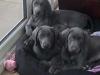 Puppies for sale Denmark, Kopenagen Weimaraner