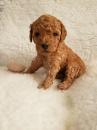 Puppies for sale Finland, Turks Toy-poodle