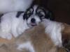 Puppies for sale Netherlands, Lhasa Apso