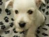 Puppies for sale Lithuania, Kupiskis West Highland White Terrier