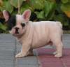 Puppies for sale Finland, Lapperanta French Bulldog