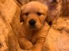 Puppies for sale Greece, Golden Retriever