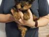 Puppies for sale Cyprus, Limassol Yorkshire Terrier