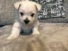 Puppies for sale Greece, Larissa West Highland White Terrier