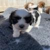 Puppies for sale Netherlands, Hemstede Shih Tzu