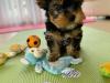 Puppies for sale Germany, Berlin Yorkshire Terrier