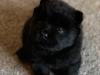 Puppies for sale Cyprus, Nicosia Chow Chow