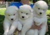 Puppies for sale Portugal, Almeida Samoyed dog (Samoyed)