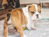 Puppies for sale Netherlands, Hemstede English Bulldog