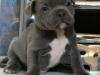 Puppies for sale France, Paris Staffordshire Bull Terrier