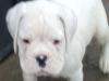 Puppies for sale France, Nantes Boxer