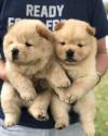Puppies for sale Finland, Kotka Chow Chow