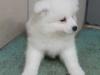 Puppies for sale Finland, Lapperanta Samoyed dog (Samoyed)