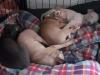 Puppies for sale Greece, Thessaloniki Italian Greyhound