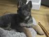 Puppies for sale Hungary, Budapest German Shepherd Dog