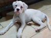 Puppies for sale Cyprus, Nicosia Boxer