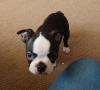 Puppies for sale Poland, Bedzin Boston Terrier