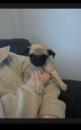 Puppies for sale Netherlands, Eindhoven Pug