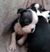 Puppies for sale Denmark, Aarhus Boston Terrier