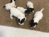 Puppies for sale Denmark, Odense Jack Russell Terrier