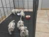 Puppies for sale Greece, Piraeus West Highland White Terrier