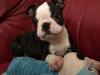 Puppies for sale Greece, Heraklion Boston Terrier