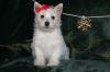 Puppies for sale Germany, Chemnitz West Highland White Terrier