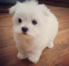 Puppies for sale Netherlands, Tilburg Maltese