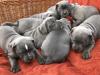 Puppies for sale Germany, Dortmund Staffordshire Bull Terrier