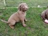 Puppies for sale Sweden, Stockholm Chesapeake Bay Retriever