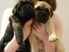 Puppies for sale Netherlands, Dordrecht Bullmastiff
