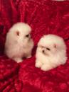 Puppies for sale Spain, Barcelona Pomeranian Spitz