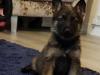 Puppies for sale Cyprus, Protaras German Shepherd Dog