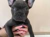 Puppies for sale Cyprus, Paphos French Bulldog