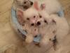 Puppies for sale Cyprus, Paphos Chinese crested dog