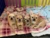Puppies for sale Germany, Gelsenkirchen French Bulldog