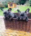 Puppies for sale Poland, Chorzow French Bulldog