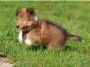 Puppies for sale Netherlands, Hemstede Sheltie (Shetland Sheepdog)
