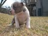 Puppies for sale Denmark, Kopenagen American Pit-Bull Terrier