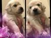 Puppies for sale Germany, Aachen Golden Retriever