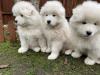 Puppies for sale Poland, Poznan Samoyed dog (Samoyed)