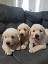 Puppies for sale Sweden, Malmo Golden Retriever