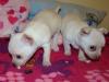 Puppies for sale Sweden, Malmo Chihuahua