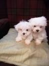 Puppies for sale Germany, Frankfurt Maltese