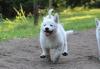 Puppies for sale Netherlands, Maastricht Other breed, White Swiss Shepherd