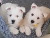 Puppies for sale Germany, Duisburg West Highland White Terrier