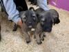 Puppies for sale Cyprus, Nicosia , Turkish Kangal