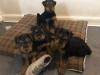 Puppies for sale Sweden, Stockholm Welsh Terrier