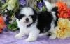 Puppies for sale Estonia, Tartu Shih Tzu